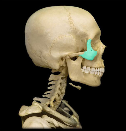 <p>Identify the blue shaded bone:</p>