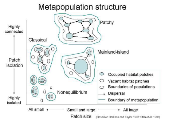 <p>a group of populations that are separated by space but consist of the same species</p><ul><li><p>spatially separated populations interact as individual members and can move from one population to another</p></li></ul><p></p>