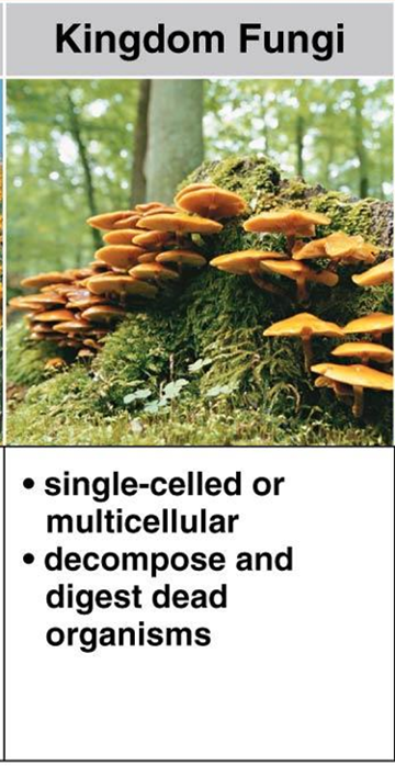 <ul><li><p>single-celled or multicellular</p></li><li><p>decompose and digest dead organisms </p></li></ul><p></p>