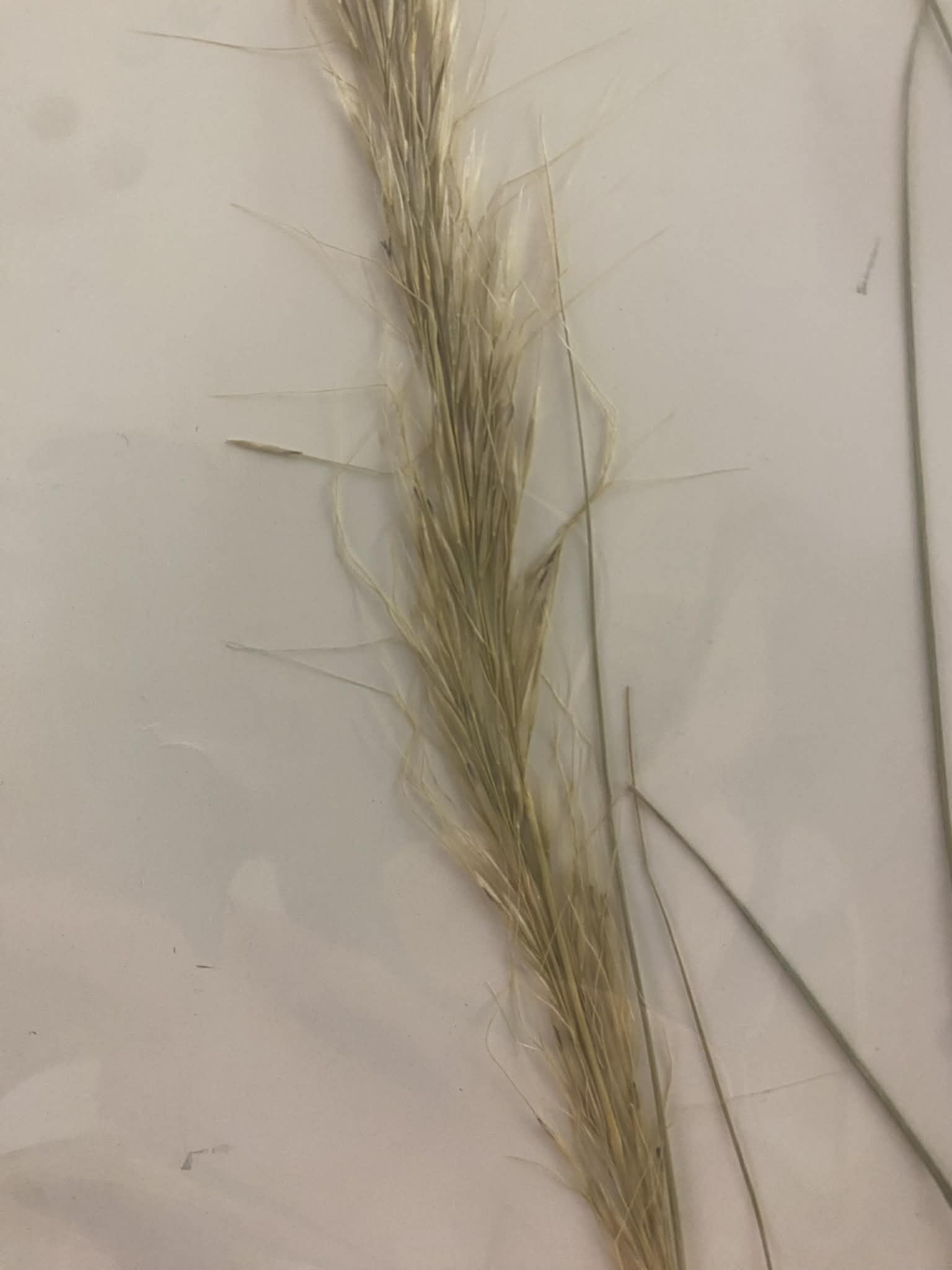 <p>Stipeae, P, N, Achnatherum nelsonii, Columbia needlegrass</p>