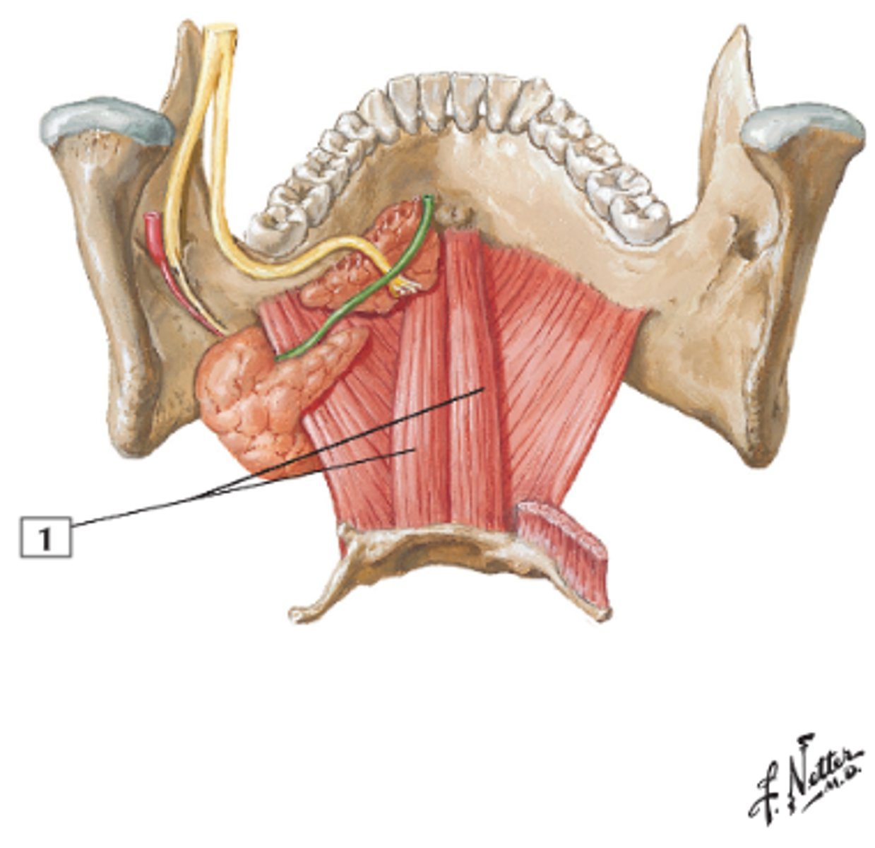 <p>name this muscle</p>