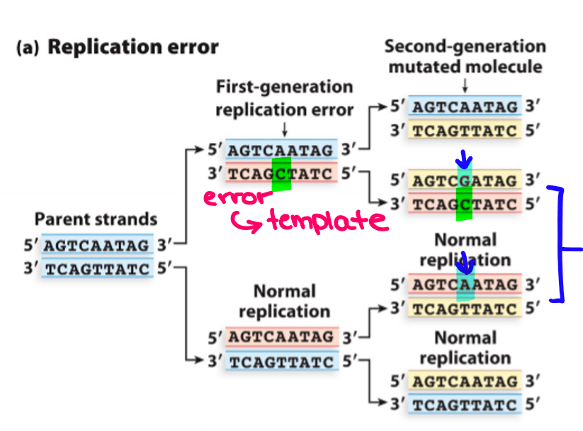<p>1) An incorrect nucleotide is incorporated into daughter strand by DNA pol during DNA replication</p><p>2) Mismatched base is not repaired and after the next round of replication, ¼ daughter cells inherit the mutation&nbsp;</p>