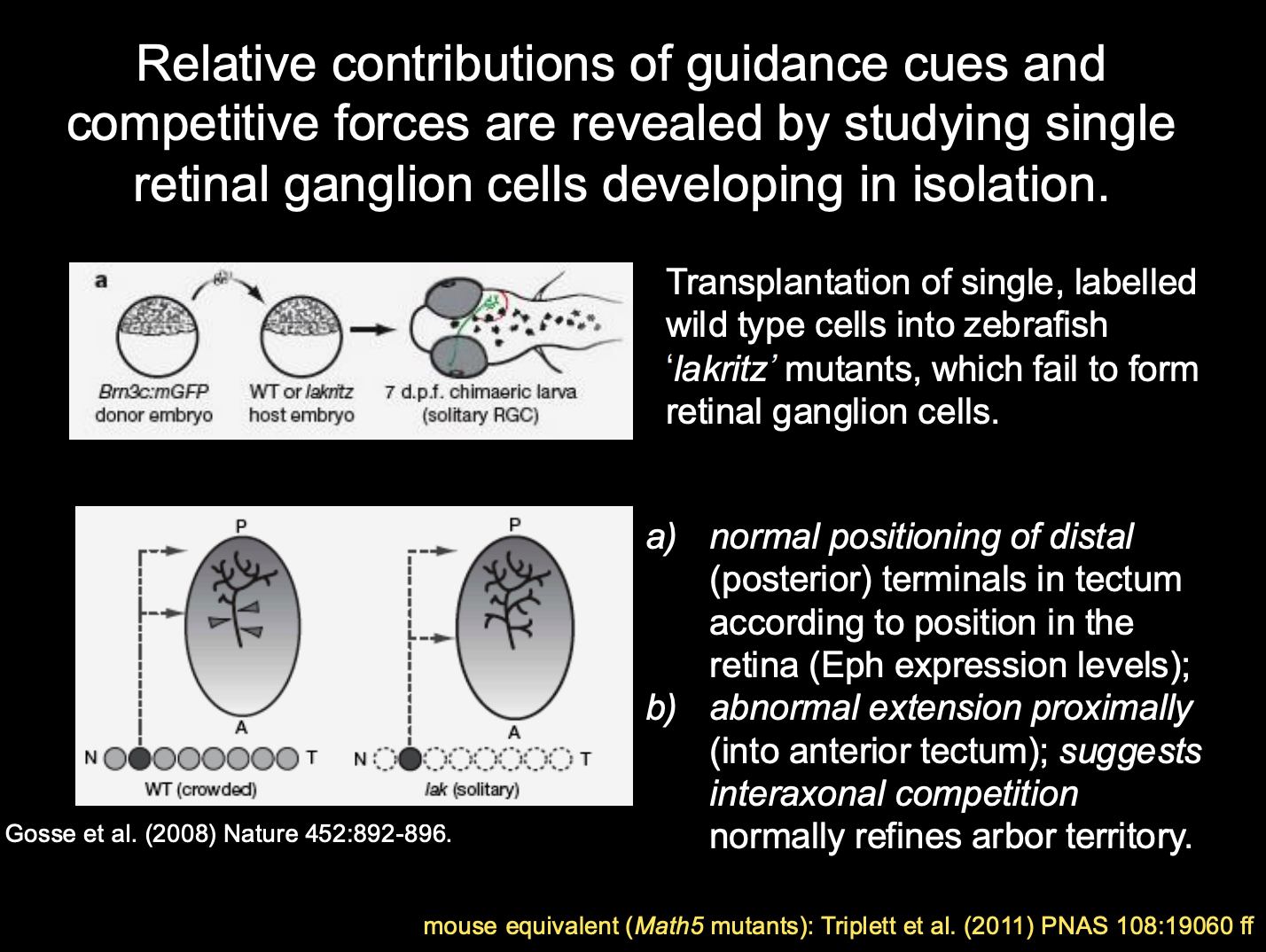 <p>Procedure: studying single retinal ganglion cells develping in isolation</p><ul><li><p>transplantation of single, labelled WT cells into zebrasih <strong>‘lakritz’ </strong>mutants</p></li><li><p>these fail to form retinal ganglion cells</p></li></ul><p>Results and conclusions</p><ol><li><p><strong>normal positional of distal (posterior) terminals in tectum </strong>according to position in the retina</p><ul><li><p>→ Eph expression levels</p></li></ul></li><li><p><strong>Abnormal expression proximally</strong> (<strong>Into anterior tectum</strong>)</p><ul><li><p>→ <strong>suggests:</strong> interaxonal competition <strong>normally</strong> refines arbor territory</p></li></ul></li></ol><p></p>