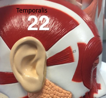 <p>what is number 22</p>