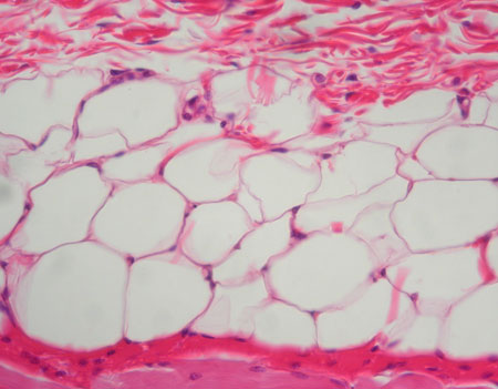 <p>What is this tissue?</p>
