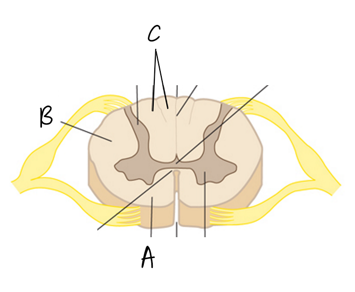 <p>b</p>
