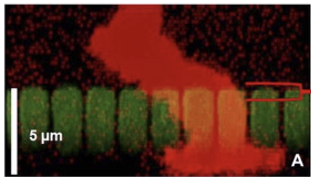 <ul><li><p>Neutrophil <strong>crawls between endothelial cells</strong></p></li><li><p>Produces <strong>enzymes</strong> to break endothelial cell junctions</p></li><li><p>Involves <strong>shape changes</strong> to squeeze through gaps</p></li><li><p>Allows movement from <strong>blood vessel to infection site</strong></p></li><li><p>Confocal image shows:</p><ul><li><p>Neutrophil (red) actively migrating</p></li><li><p>Endothelial cells (green)</p></li></ul></li></ul><p></p>