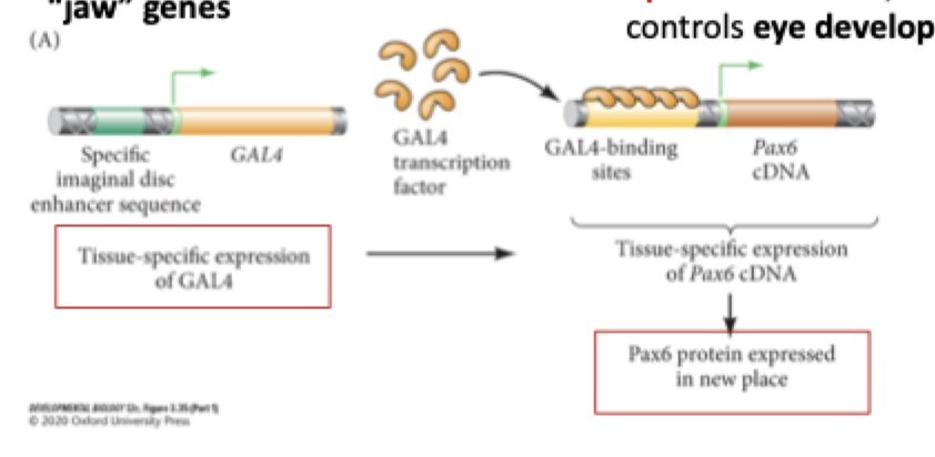 <p><strong>what is GAL4 and when would we use it? </strong></p>