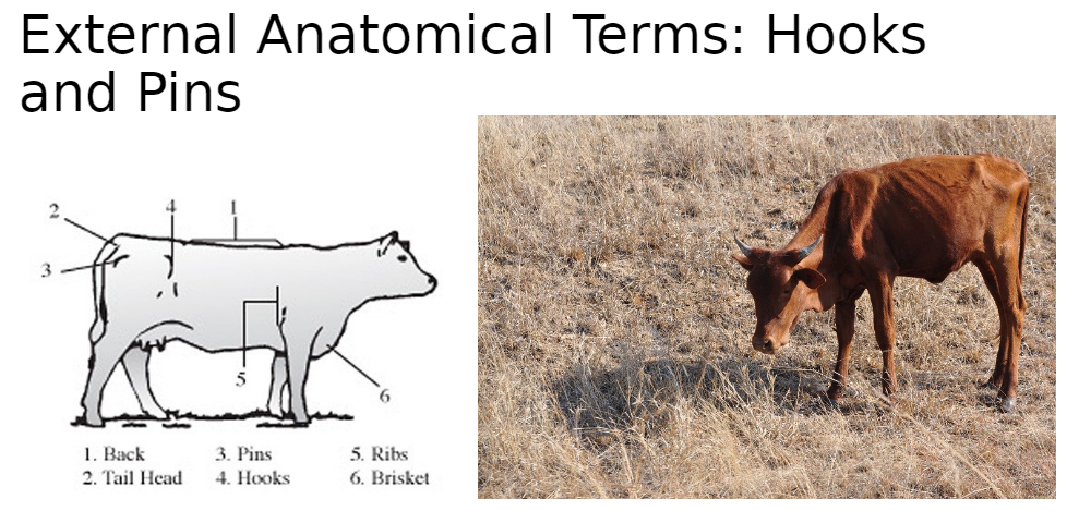 <p><strong>Hooks</strong><br>āCranial (front) prominent hip bones</p><p><strong>Pins</strong><br>āCaudal (rear) prominent hip bones</p>