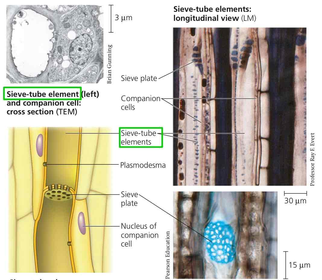 <p>Chains of cells through which sugars are transported, lacking organelles and requiring assistance from companion cells.</p>