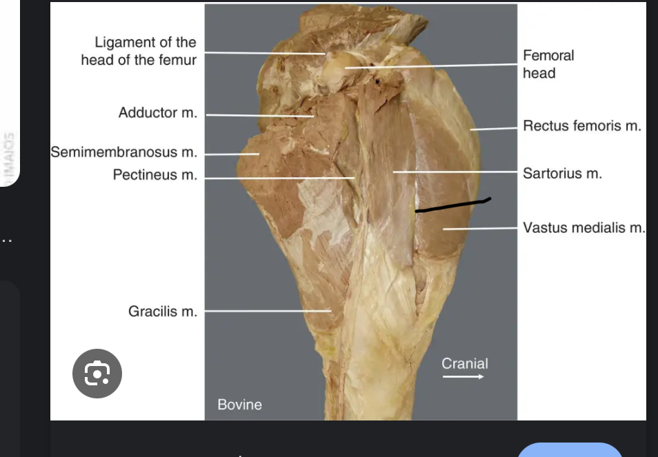 <p>Kirk calls is fajita meat </p>