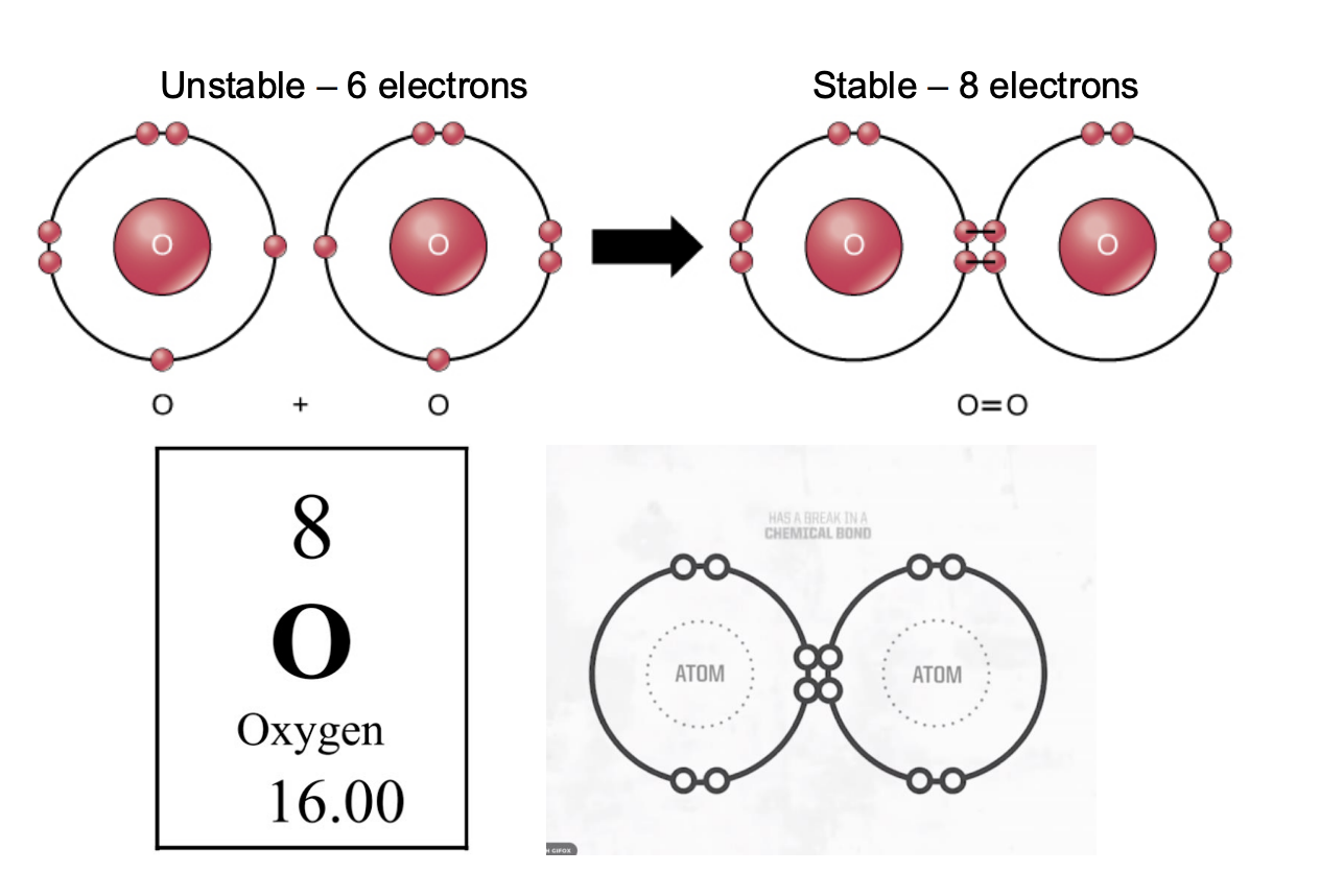 <ul><li><p><span style="background-color: inherit; line-height: 19.55px; color: windowtext;"><span>Oxygen: 8 e- to be stable (not a free radical)</span></span><span style="line-height: 19.55px; color: windowtext;"><span> </span></span></p><ul><li><p class="Paragraph SCXO199140978 BCX0" style="text-align: left;"><span style="background-color: inherit; line-height: 19.55px; color: windowtext;"><span>Loses e- is becomes unstable and wants to pick e' from the env</span></span><span style="line-height: 19.55px; color: windowtext;"><span> </span></span></p></li><li><p class="Paragraph SCXO199140978 BCX0" style="text-align: left;"><span style="background-color: inherit; line-height: 19.55px; color: windowtext;"><span>Common free radical in body</span></span><span style="line-height: 19.55px; color: windowtext;"><span> </span></span></p></li></ul></li><li><p class="Paragraph SCXO199140978 BCX0" style="text-align: left;"><span style="background-color: inherit; line-height: 19.55px; color: windowtext;"><span>Single oxygen atom -> 6</span></span><span style="line-height: 19.55px; color: windowtext;"><span> (free radical)</span></span></p><ul><li><p class="Paragraph SCXO199140978 BCX0" style="text-align: left;"><span style="background-color: inherit; line-height: 19.55px; color: windowtext;"><span>Need to share 2 e- to be stable</span></span><span style="line-height: 19.55px; color: windowtext;"><span> </span></span></p></li><li><p class="Paragraph SCXO199140978 BCX0" style="text-align: left;"><span style="background-color: inherit; line-height: 19.55px; color: windowtext;"><span>b/c so much oxygen -> free radicals common in body and env</span></span><span style="line-height: 19.55px; color: windowtext;"><span> </span></span></p></li></ul></li></ul><p></p>