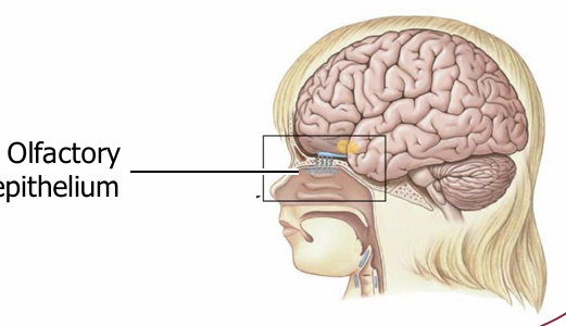 <p>olfactory epithelium</p>