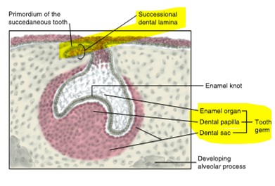 <ul><li><p>forms enamel</p></li><li><p>tooth germ</p></li><li><p>formation of tooth bud in cap shape with deep central depression</p></li></ul><p></p>