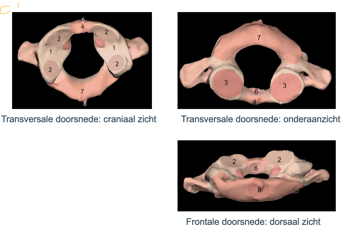 <p>dorsale knobbel ter vervanging van de processus spinolis (8)</p>