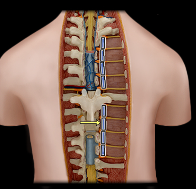 <p>Sympathetic trunk</p>