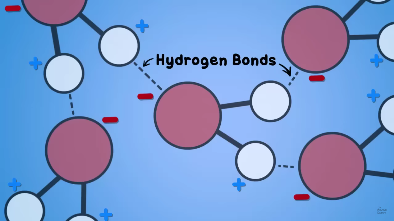 <p>Hydrogen bonds.</p>