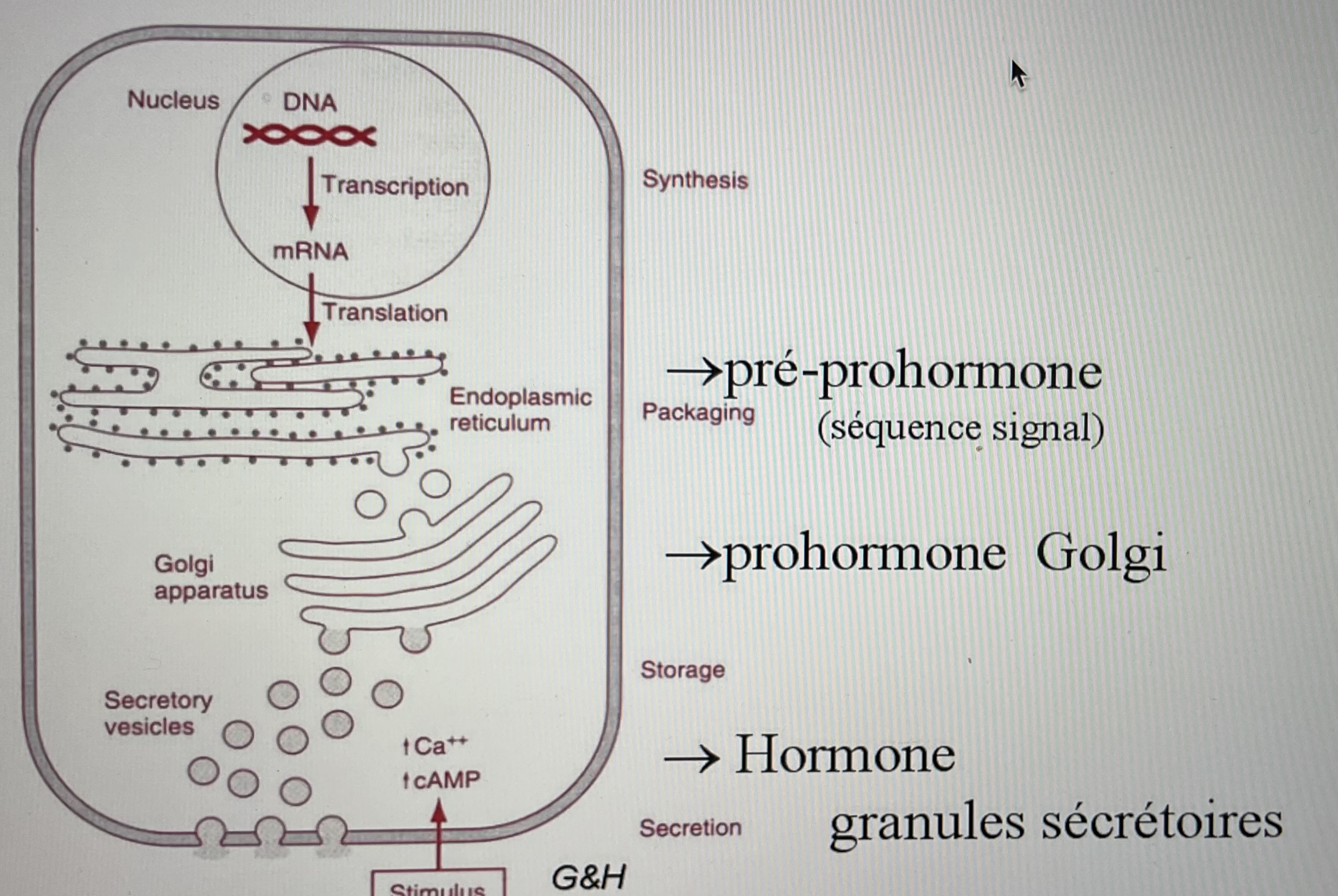 <p>ADN qui va vers ARNm puis on a une pré-prohormone pour ensuite avoir une pro-hormone et ensuite une hormone</p><p>La pré-hormone a une séquence signal qui va pouvoir la diriger </p><p>La pro-hormone: la partie pro sert au bon développement de la structure tridimensionnelle.On a donc des acides aminés qui ne sont la que pour ça et qui vont être éliminé par la suite.</p><p>Les hormones seront stockées dans des granules de sécrétions. Si une quantité d’hormones est nécessaire, il se produit une augmentation du taux de CA++.Ce qui va entraîner la fusion des granules contenant l’hormone avec la membrane plasmique de la cellule. Les hormones sont ainsi exocytées hors de la cellule.</p><p>Attention les hormones hydrophiles sont elles synthétisées à l’avance et libérées quand nécessaire par contre les hormones lipophiles sont difficilement stockables;elles sont donc synthétisées quand c’est nécessaire. On stimulera les enzymes qui la produisent</p>