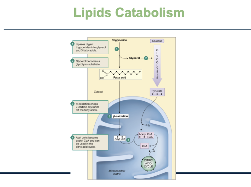 <ol><li><p><strong>Triglycerides are broken down</strong></p><ul><li><p>Enzymes called <strong>lipases</strong> split a triglyceride into:</p><ul><li><p>1 glycerol</p></li><li><p>3 fatty acids</p></li></ul></li></ul></li><li><p><strong>Glycerol enters glycolysis</strong></p><ul><li><p>Glycerol becomes <strong>pyruvate</strong> and is used to make ATP</p></li></ul></li><li><p><strong>Fatty acids enter the mitochondria</strong></p><ul><li><p>Inside, they undergo <strong>β-oxidation</strong></p></li><li><p>This process chops fatty acids into <strong>2-carbon units</strong></p></li></ul></li><li><p><strong>2-carbon units → Acetyl-CoA</strong></p><ul><li><p>Each unit becomes <strong>acetyl-CoA</strong></p></li><li><p>Acetyl-CoA enters the <strong>citric acid cycle</strong></p></li><li><p>→ produces CO₂, high-energy electrons</p></li><li><p>→ feeds the ETC to make lots of <strong>ATP</strong></p></li></ul></li></ol><p></p>
