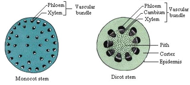 Monocots are random - Dicots are ringed