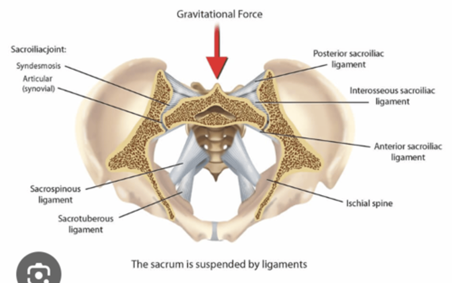 <p>What is the Synovial joint (Sacroiliac joint) between? </p>
