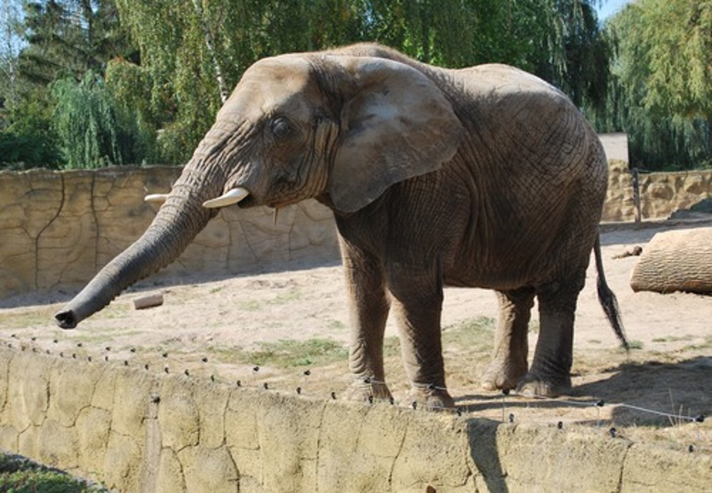 <p>the long nose of an elephant — trąba</p>