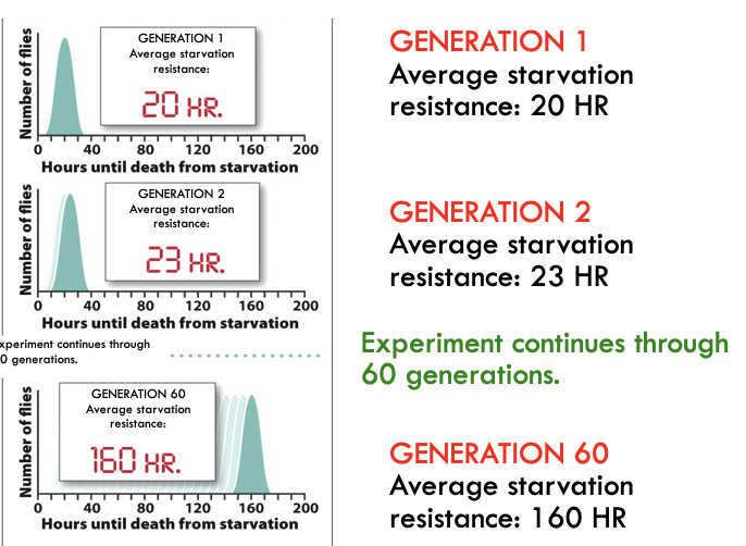 <p>Note: There is no way to differentiate between 20th percentile flies and 1st percentile flies in any generation.</p>