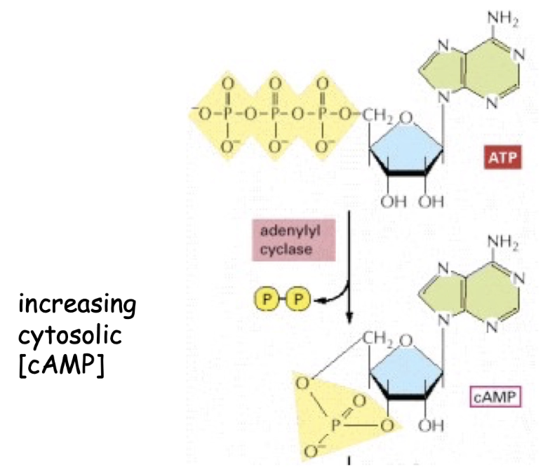 <ul><li><p><strong>Converts ATP</strong> → <strong>cAMP</strong></p></li><li><p><strong>Releases diphosphate (PPi)</strong> as a byproduct</p></li><li><p>Active adenylyl cyclase = <strong>high intracellular cAMP levels</strong></p></li></ul><p></p>