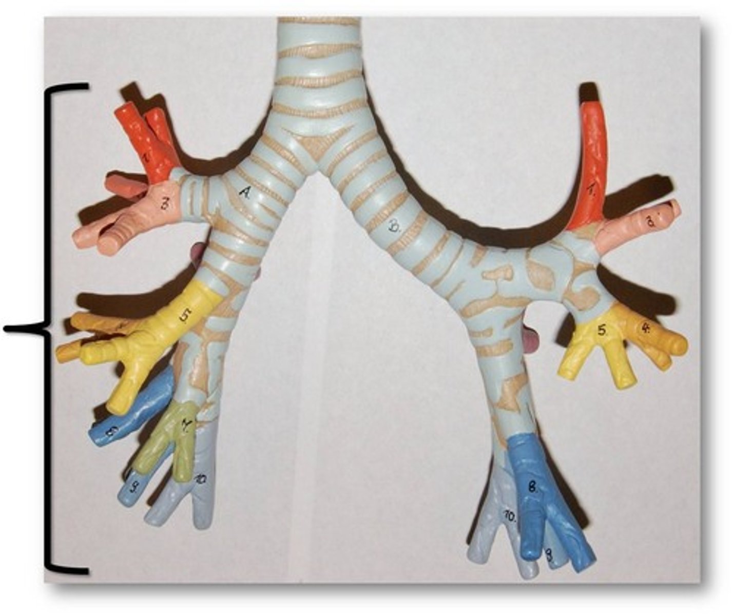 <p>branched airways that lead from the trachea to the microscopic air sacs called alveoli.</p><p>bronchi which are extra-pulmonary. (anything situated, occurring, or originating outside the lungs)</p><p>primary bronchus will divide into lobar (secondary) bronchi,</p>
