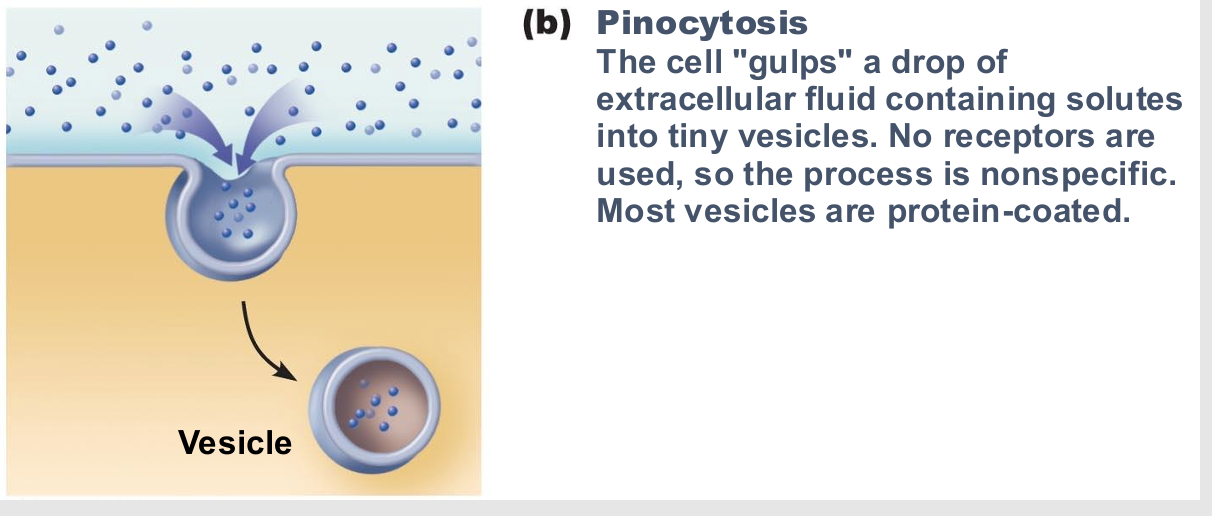 <ul><li><p>fluid-phase endocytosis</p></li><li><p>cell drinking</p></li><li><p>Plasma membrane infolds, bringing extracellular fluid and dissolved solutes inside cell</p><ul><li><p>Fuses with endosome</p></li></ul></li><li><p>Most cells utilize to "sample" environment </p></li><li><p>Nutrient absorption in the small intestine </p></li><li><p>Membrane components recycled back to membrane</p><p></p></li></ul><p></p>