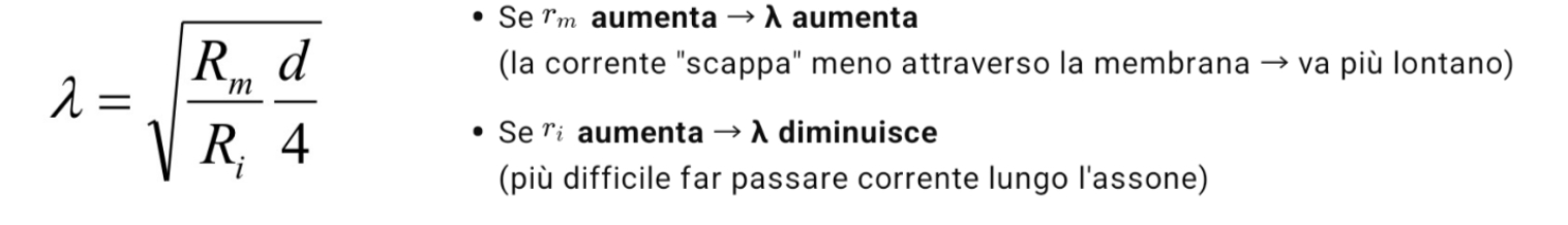 <p>Descrive quanto velocemente diminuisce il segnale con la distanza. Dipende sia dal diametro che dalla wiederstand —&gt; diametro + grande, wiederstand della membrana (Rm) + grande e wiederstand interna (Ri) + piccola permettono una migliore trasmissione (segnale si spegne dopo)</p>