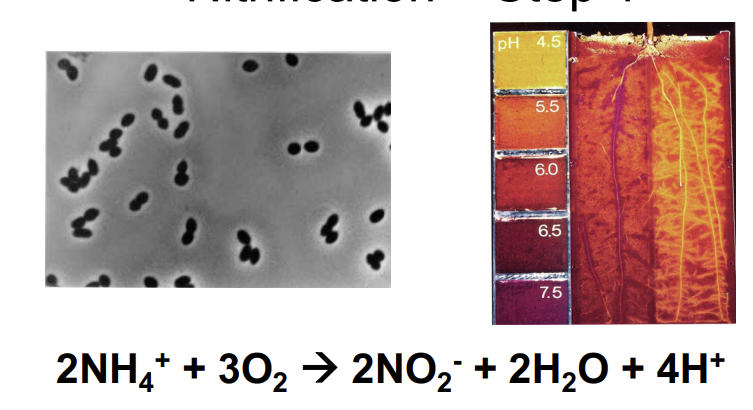 <p>what is<strong> step two of the nitrogen cycle?</strong></p>