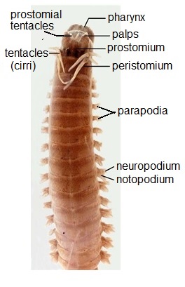 <p>Nereis dorsal view</p>