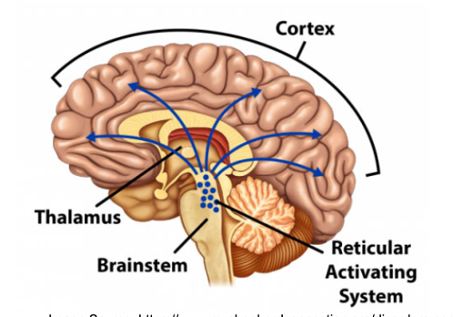 <p><span>RAS: Reticular Activating System:</span></p>