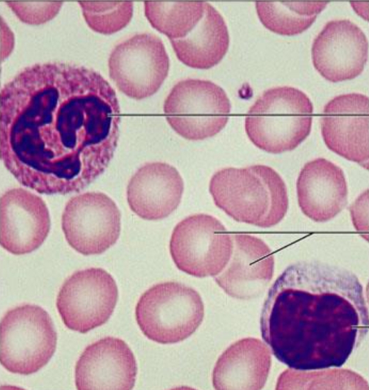 <p>Part of tissue</p>