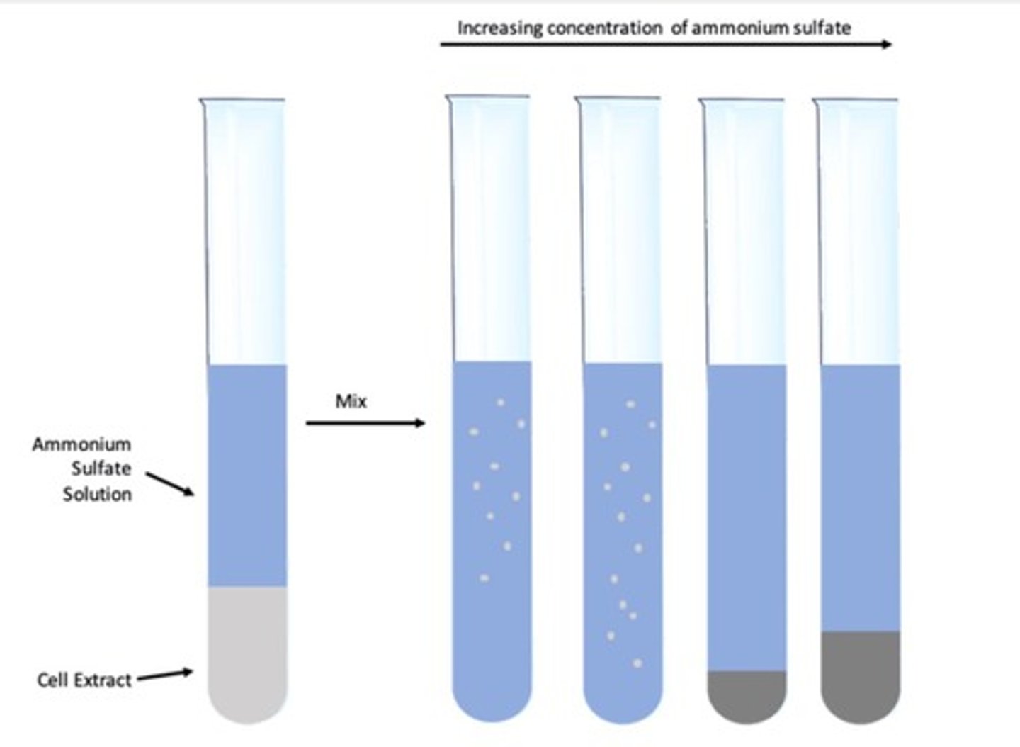 <p>The effect by which most proteins are less soluble at high salt concentrations.</p>