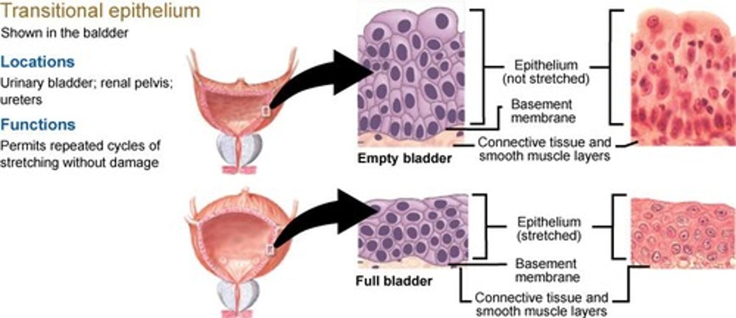 <p>Allows cells to expand and stretch repeatedly to absorb fluid without causing cellular damage; found in the urinary tract (bladder and ureters).</p>