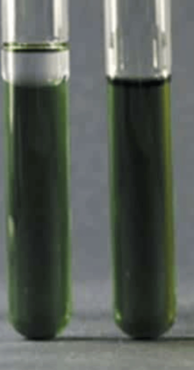 <p>What is special about the O-F media used in the Oxidation-Fermentation Test</p>