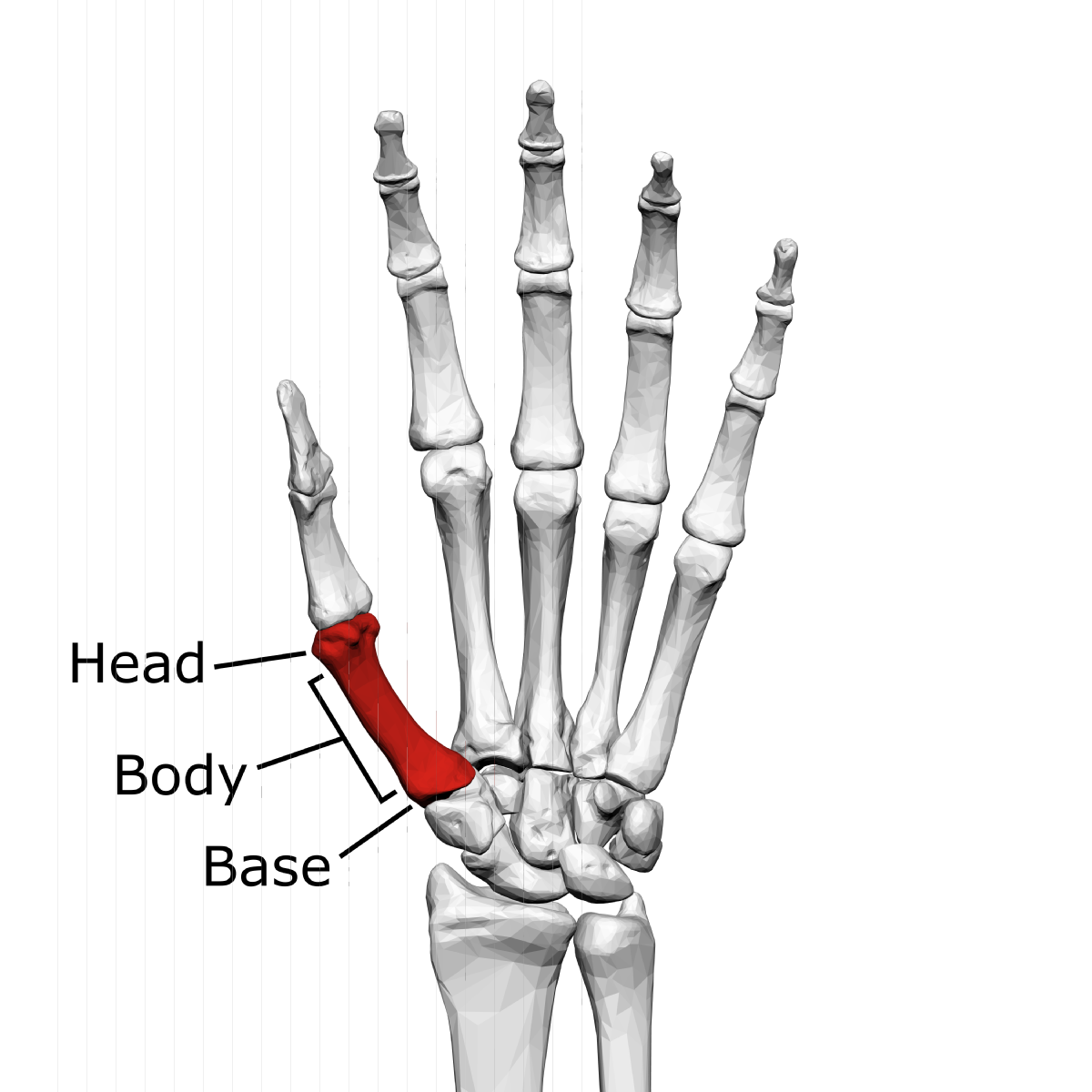 <p>bottom of the metacarpals</p>