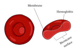 
1. Flexible Cells (don’t damage easily)
2. Biconcave (maximum surface area, 2 concaves)
3. Contains haemoglobin (a protein containing an iron pigment that has an affinity to oxygen)