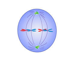 <p>what happens during the metaphase</p>