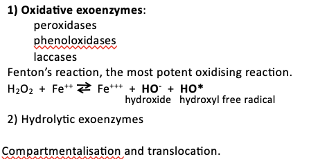 <ul><li><p>some necrotrophic - this means it kills living host cells and feeds on the resulting dead organic matter </p></li><li><p>only some basidiomycetes and a few ascomycetes </p></li><li><p>the largest organisms </p></li><li><p>1) Oxidative exoenzymes - peroxidases, phenoloxidase , laccases </p></li><li><p>2) Hydrolytic exoenzymes </p></li><li><p>compartmentalisation and translocation</p></li></ul><p></p>