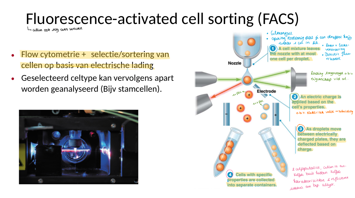 <p>Fluorescense-activated cell sorting</p><p>Flow cytometrie + selectie/sortering vzn cellen obv elektrische lading.</p><p>Het geselecteerd celtype kan vervolgens apart worden geanalyseerd.</p><ul><li><p>Cel mengsel maken → opening zodanig dat je een druppel krijgt waar 1 cel in zit → je gebruikt een laser en lichtverstrooiing → detectie fluorescentie</p></li><li><p>Een elektrische lading wordt toegevoegd obv de eigenschappen van de cel</p></li><li><p>De druppels bewegen tussen twee elektrisch geladen platen door en worden zo gescheiden obv een elektrisch veld. (Hun lading)</p></li><li><p>We verkrijgen 2 buizen met elk een celpopuatie erin. Cellen in eenzelfde buis hebben dezelfde karakteritieken en reflecteren waarschijnlijk een bepaald celtype.</p></li></ul><p></p>