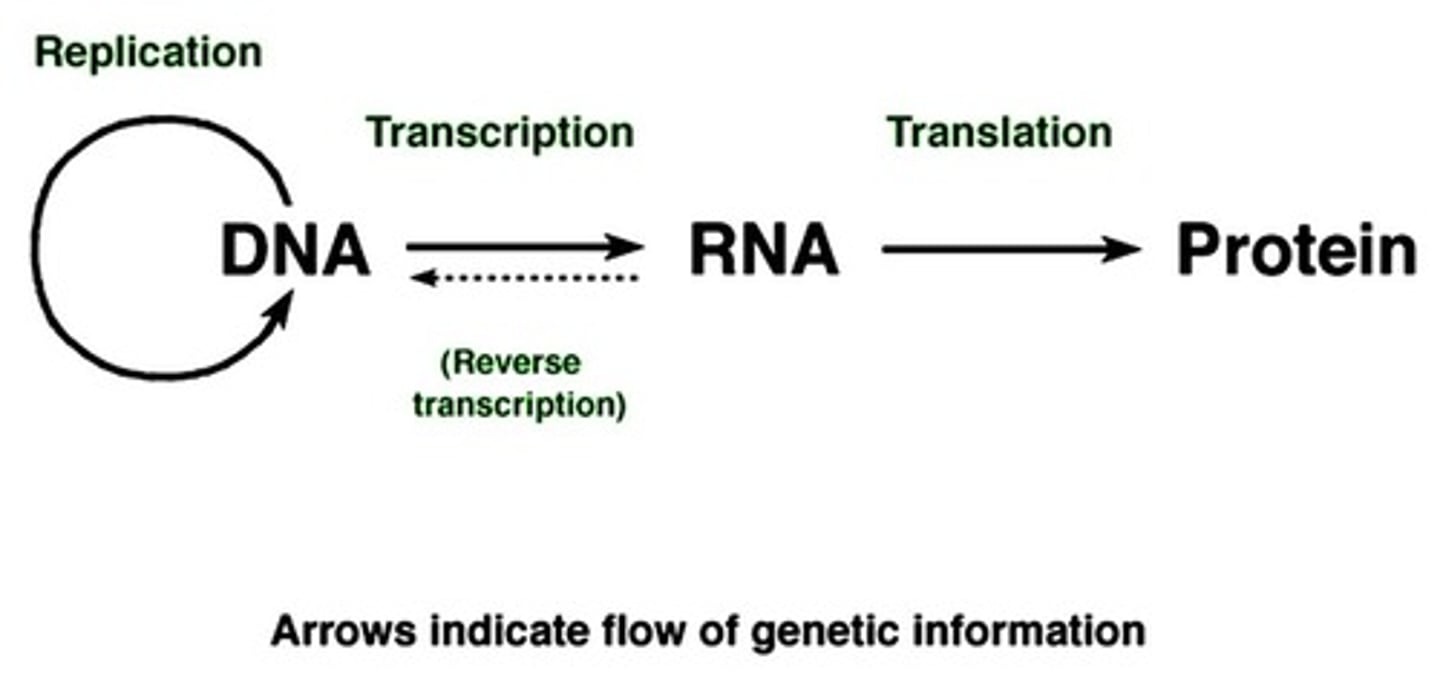 <p>The central dogma describes the flow of genetic information from DNA to RNA to protein.</p>