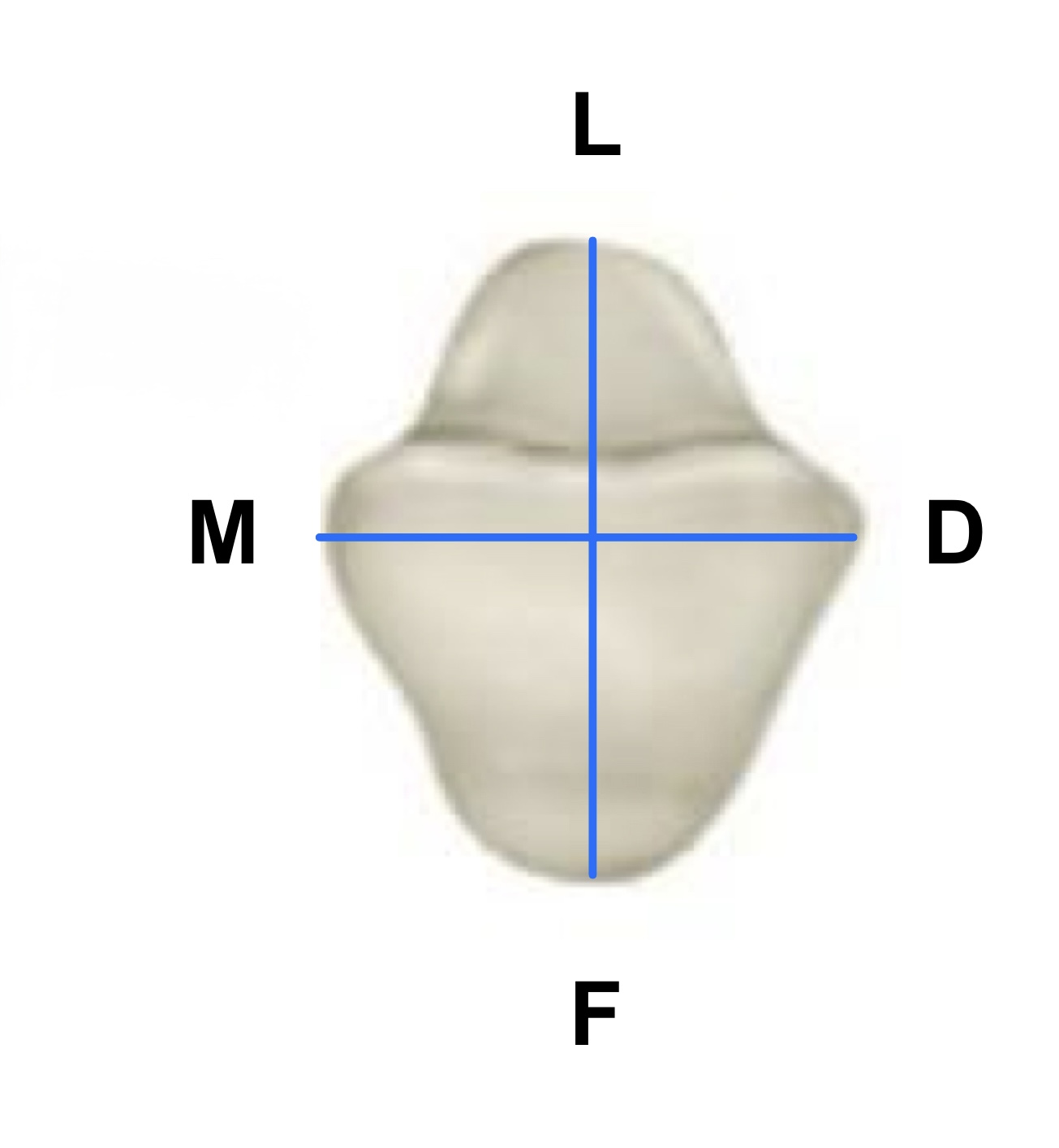 <p>Faciolingually </p>