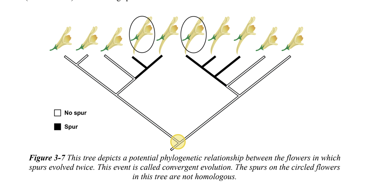 <p>the phenomenon observed in phylogenetic trees where the same trait evolves separately in more than one lineage; although they appear similar, these traits are not homologous</p><p></p>