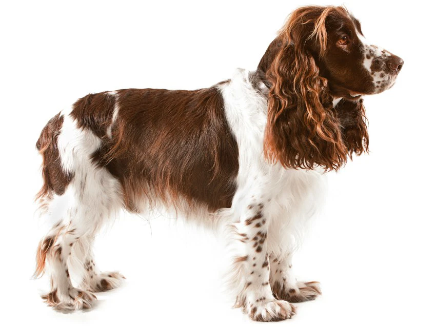 <p>Quel est ce chien </p>