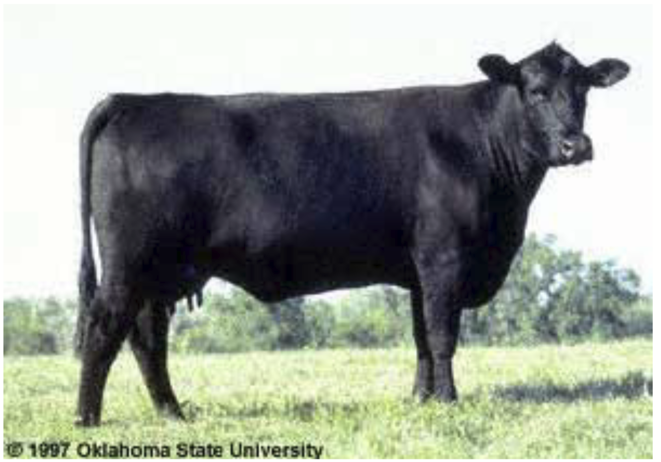 <p>Originated in the British Isles (British type). Most popular beef cattle breed in Canada!</p><p>Black and red coats (red is recessive). Usually always polled (no horns).</p><p>Known for carcass traits → high marbling!</p><p>Also known for maternal traits: good mothers.</p>