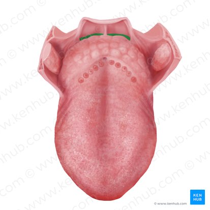 <p>On either side of midline in space between epiglottis and posterior tongue (food can be lodged here)</p>