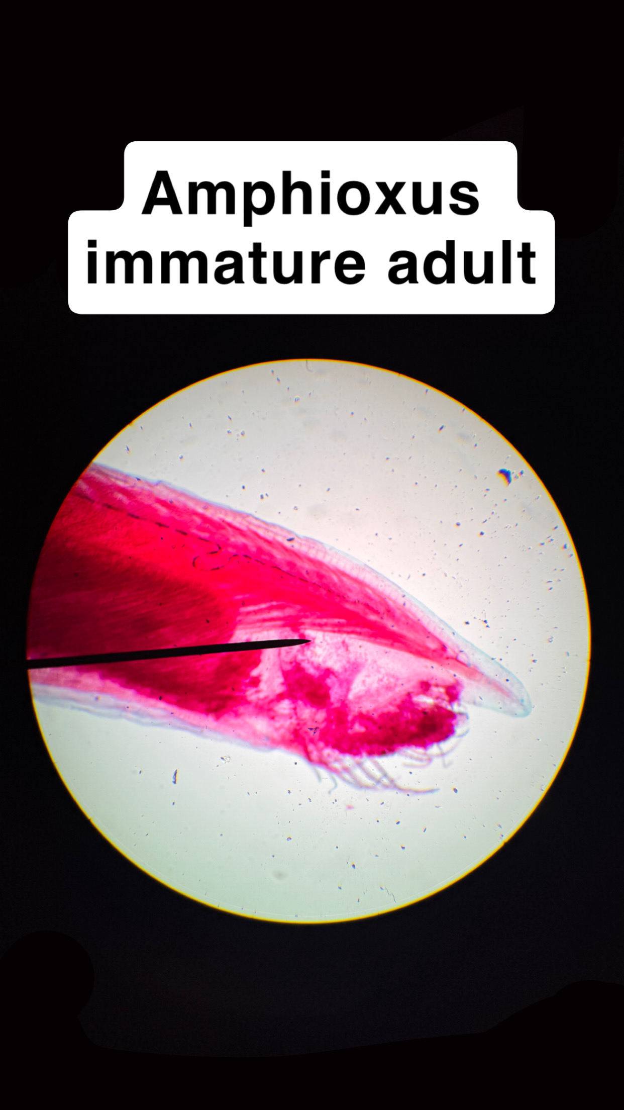 <p>Amphioxus immature adult</p>